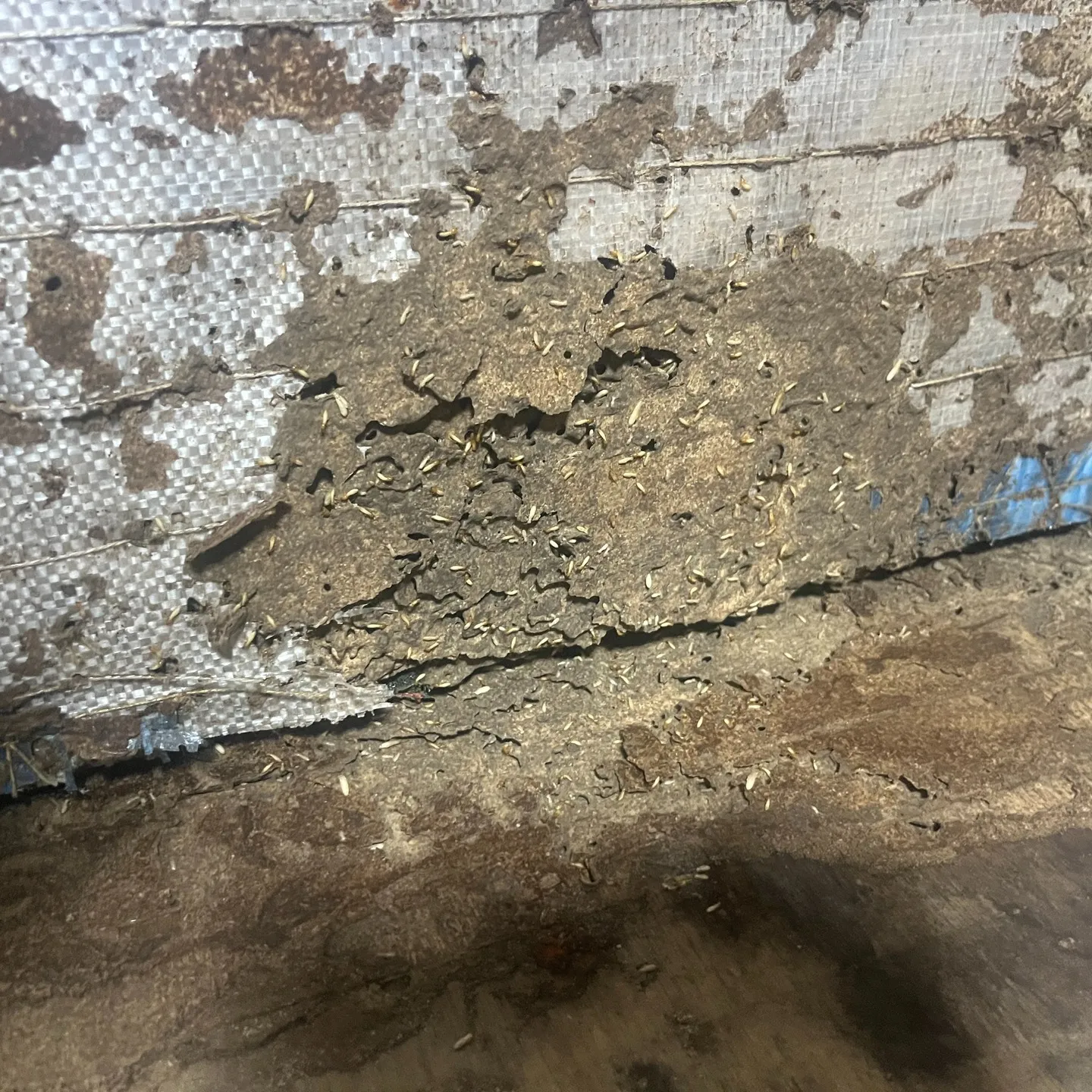 冬の寒い季節でも、家の中で白蟻の姿を見かけることがあります。