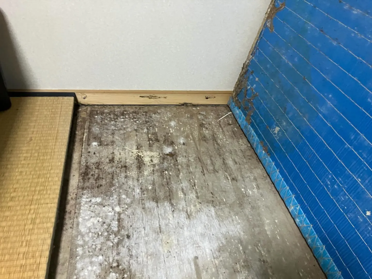 畳をめくってびっくり!そこにはカビとシロアリの恐ろしい被害が...