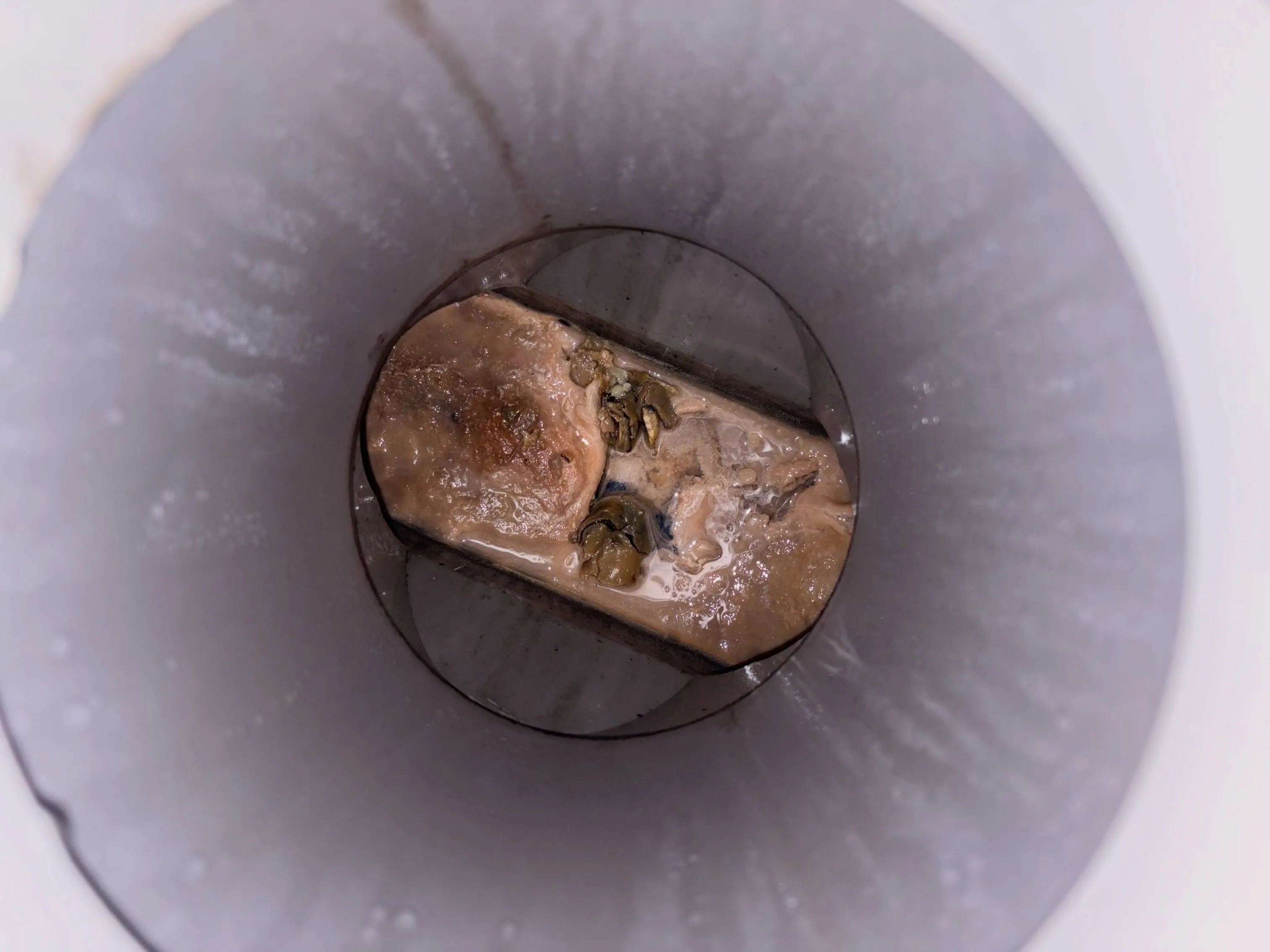 キッチンの排水が気になる季節です。